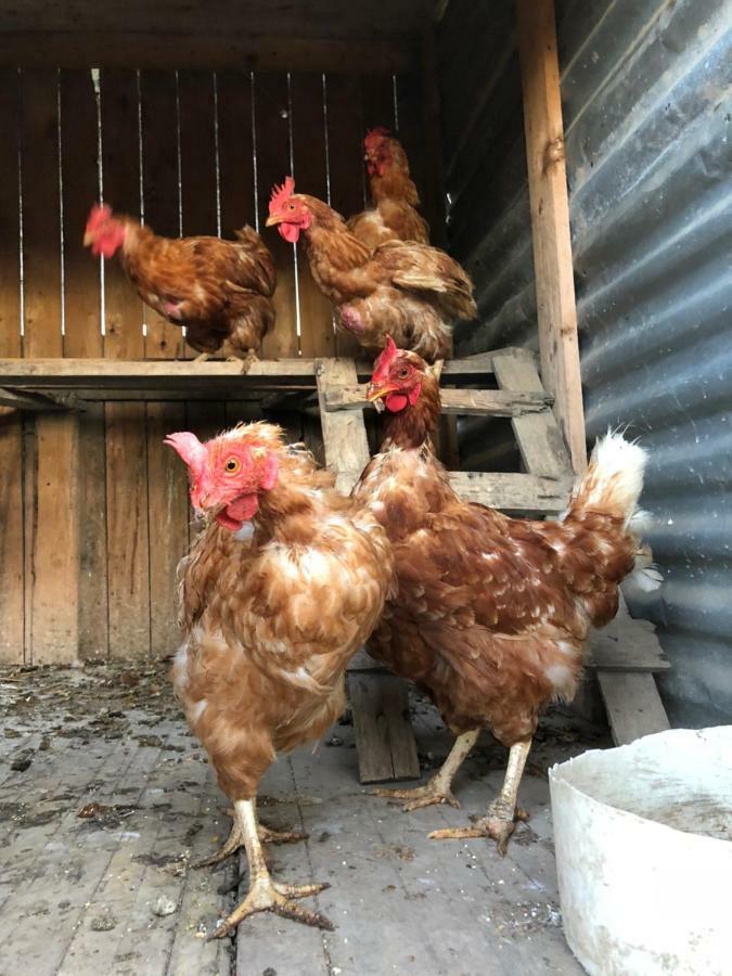 Agriturismo "Lo Zafferano" アプリーリア エクステリア 写真
